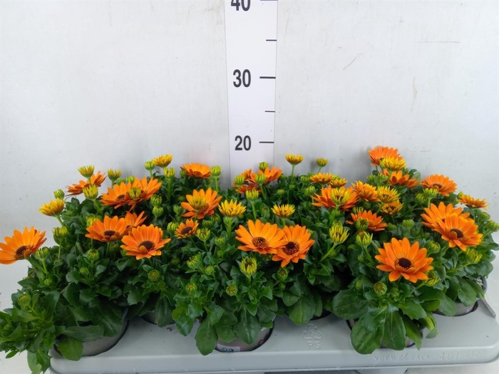 <h4>Osteospermum  'Margarita Orang Fla'</h4>