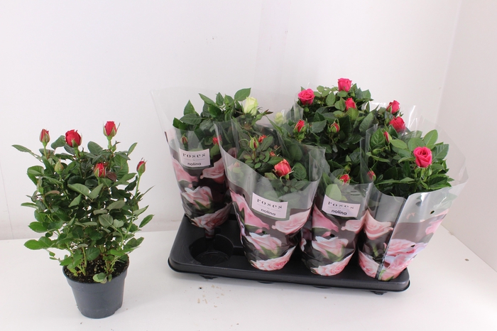 <h4>RO PATHIT GEM 4 SRT</h4>