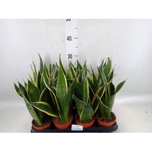 Sansevieria trifa.   ...