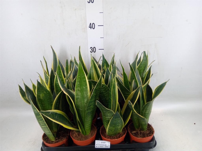 Sansevieria trifa.   ...