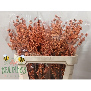 ILEX VE WINTER GOLD