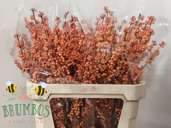<h4>ILEX VE WINTER GOLD</h4>