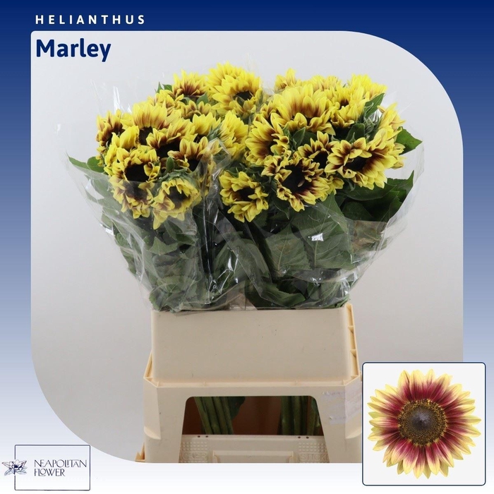 Helianthus Marley