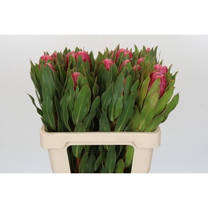 Protea Brenda