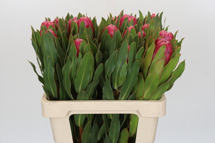 <h4>Protea Brenda</h4>