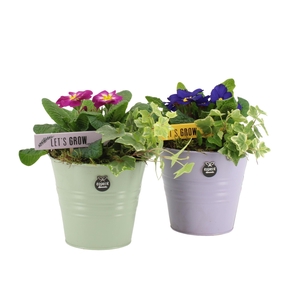 11428: Outdoor spring arrangement