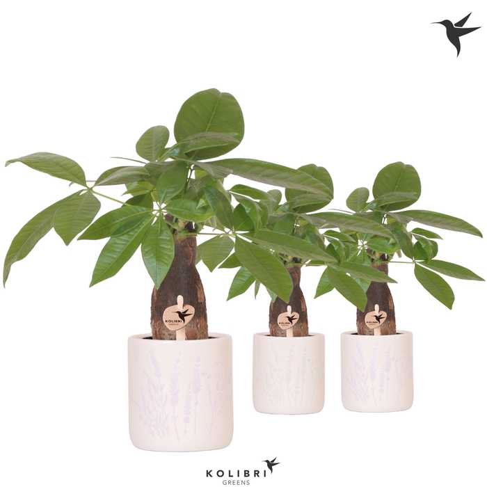 <h4>Kolibri Greens Pachira in Floral pot mix</h4>