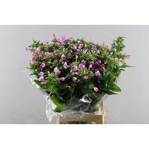 Phlox P Senora (rose)