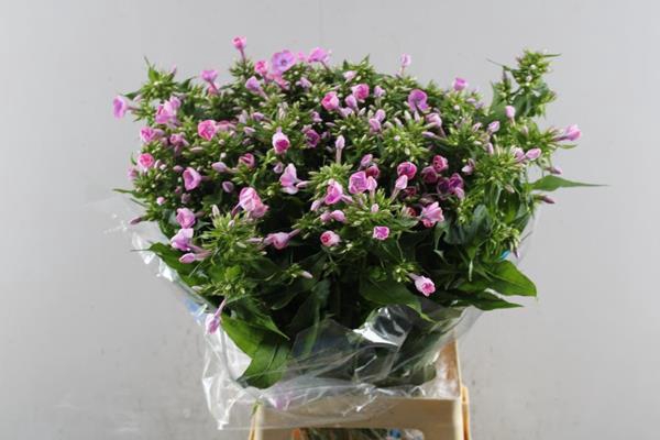 <h4>Phlox P Senora (rose)</h4>