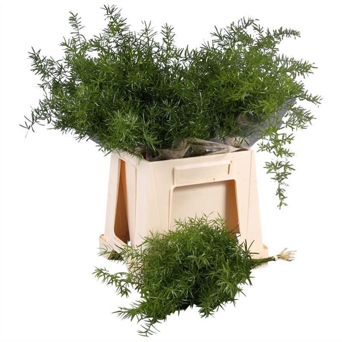 <h4>Asparagus Sprengerii</h4>