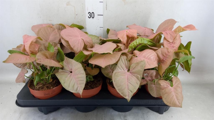 <h4>Syngonium podop.</h4>