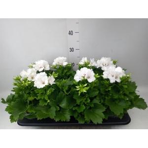 Pelargonium gran.   ..