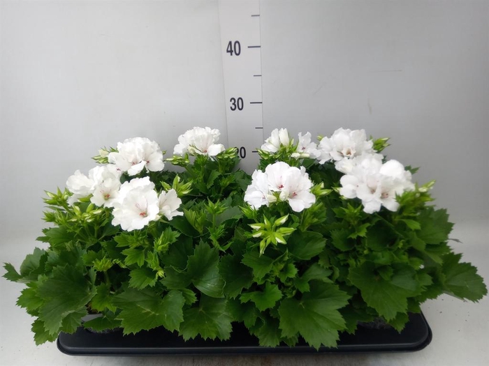 <h4>Pelargonium gran.   ..</h4>