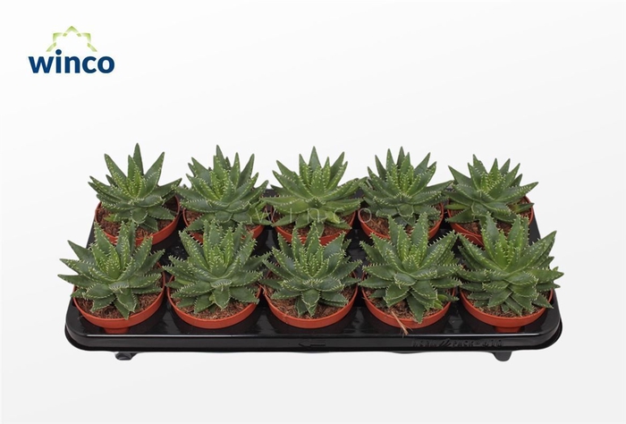 <h4>Aloe Brevifolia</h4>