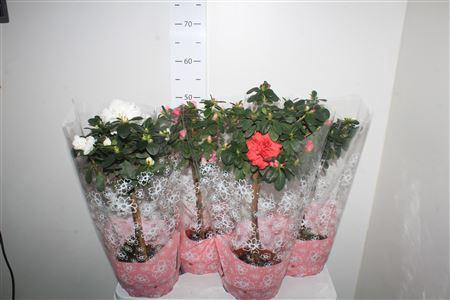 <h4>Rhodo Si Ov Stam</h4>