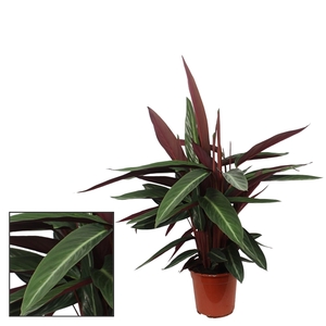 Calathea 21cm Stripestar