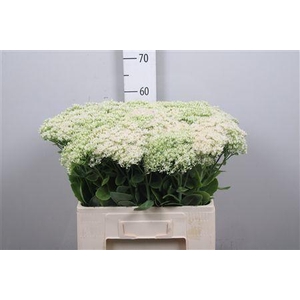 Sedum Sp Iceberg