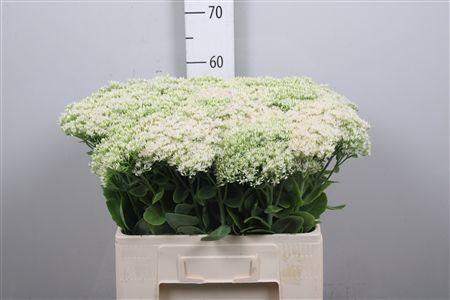 <h4>Sedum Sp Iceberg</h4>