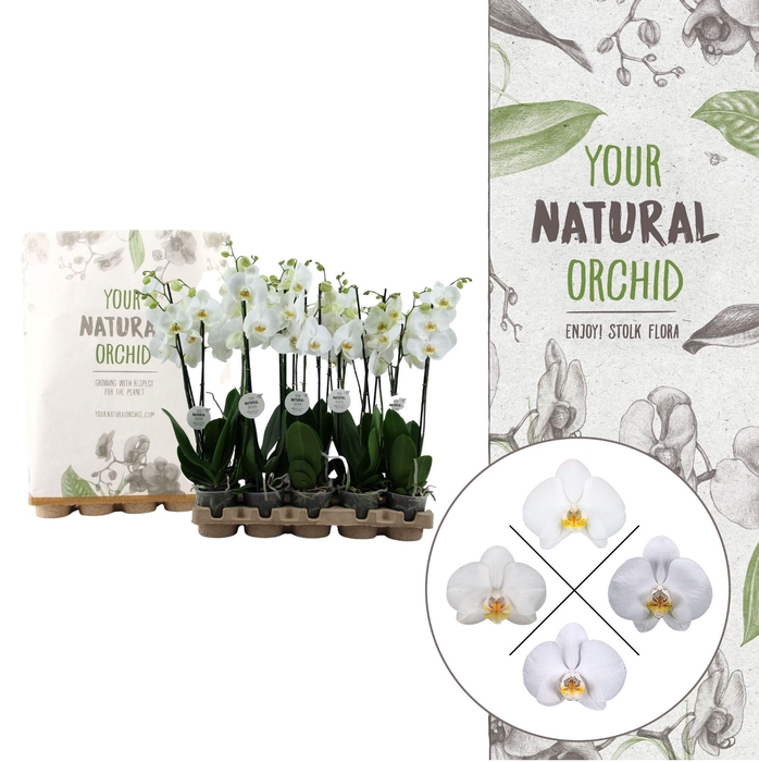 <h4>Your Natural Orchid | Eco White 65cm | Phalaenopsis 2 spike</h4>