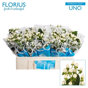 Hyp Coco Uno White