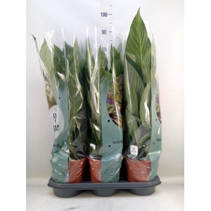 Spathiphyllum  'Bingo Cupido'