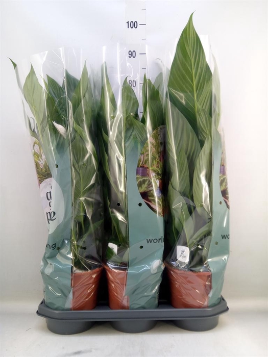 <h4>Spathiphyllum  'Bingo Cupido'</h4>