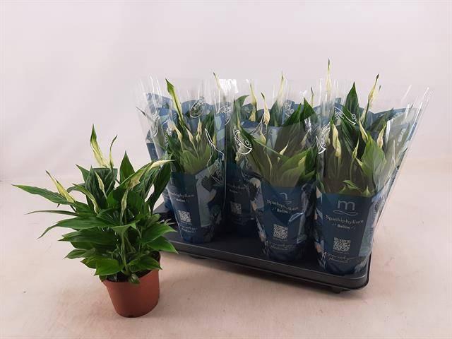 <h4>SPATH BELLINI</h4>