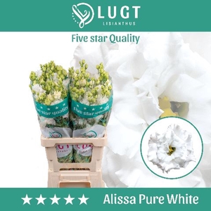 Eustoma russ. DU 'Alissa Pure Whit'