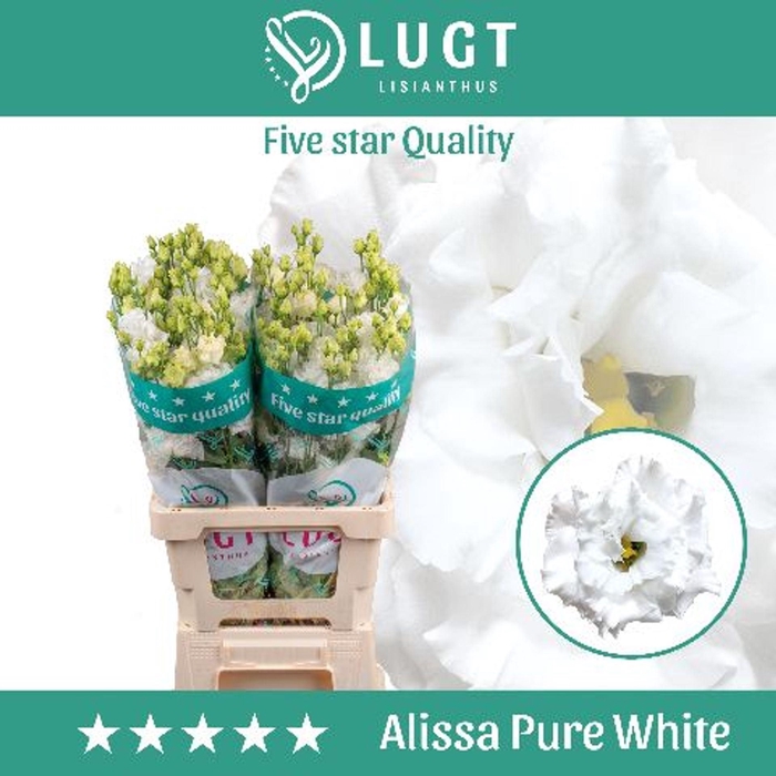 <h4>Eustoma russ. DU 'Alissa Pure Whit'</h4>