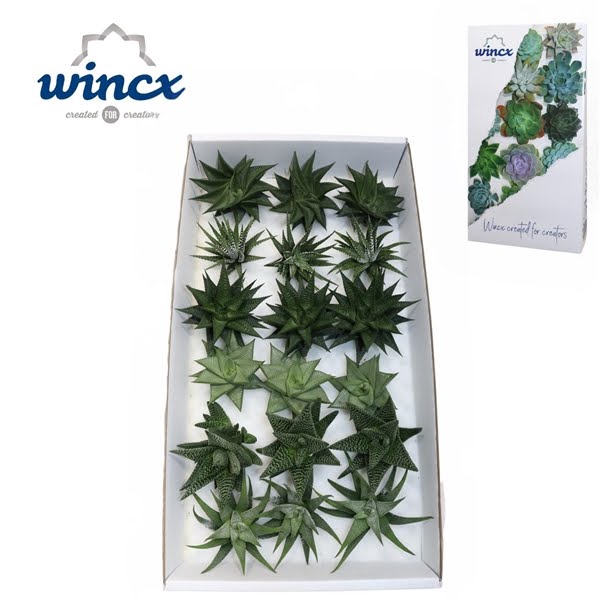 <h4>Haworthia Mix (wincx) Cutflower</h4>