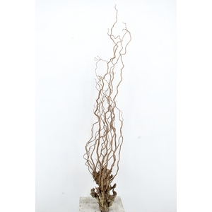 Salix Snowflake 70cm Pink