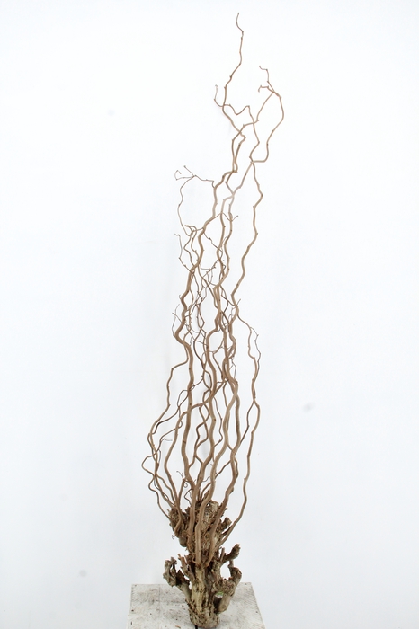 <h4>Salix Snowflake 70cm Pink</h4>