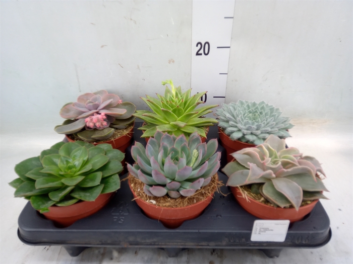 <h4>Echeveria   ...mix</h4>