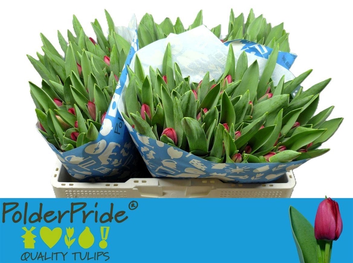 <h4>Tu En Ile De France</h4>