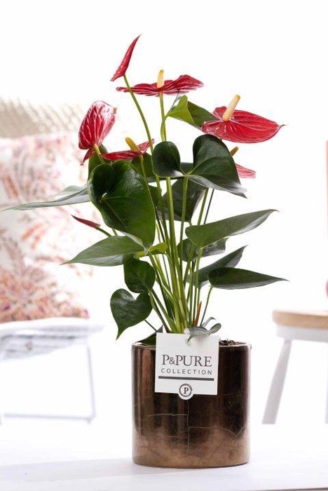 <h4>Anthurium red (Micra) in P&PURE Juliette gold bronze</h4>