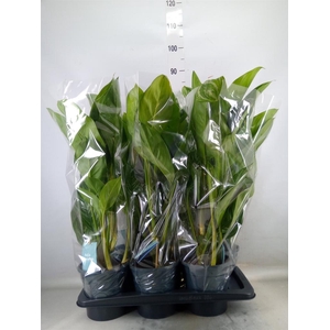 Aglaonema  'Stripes'