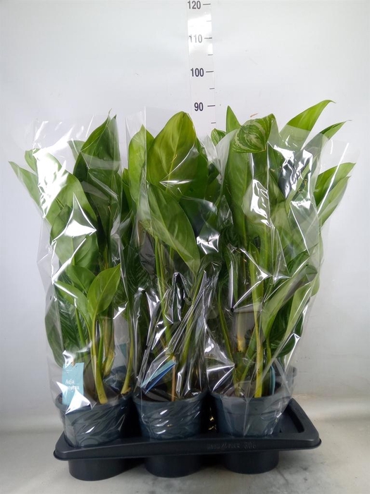 <h4>Aglaonema  'Stripes'</h4>