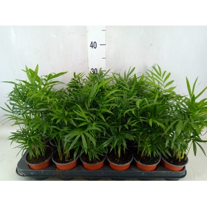 Chamaedorea elegans