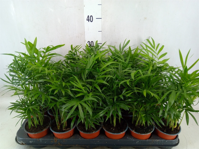 <h4>Chamaedorea elegans</h4>