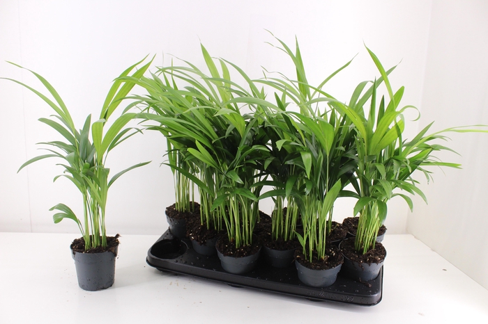 <h4>DYPSIS LUTESCENS</h4>