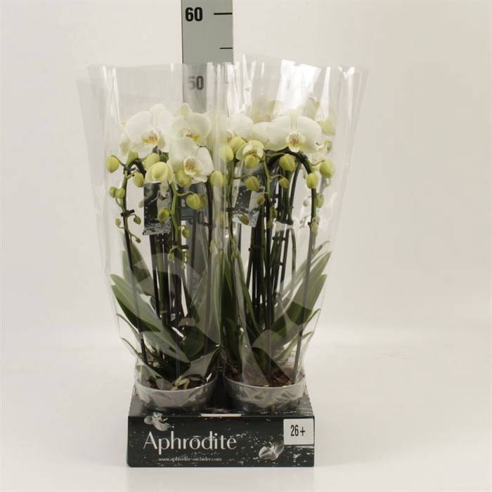 <h4>Phalaenopsis  'Elegant Cascade'</h4>