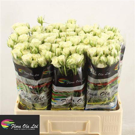 <h4>R Tr Snowflake</h4>