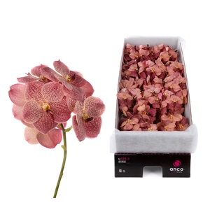 Vanda Leopard Coral