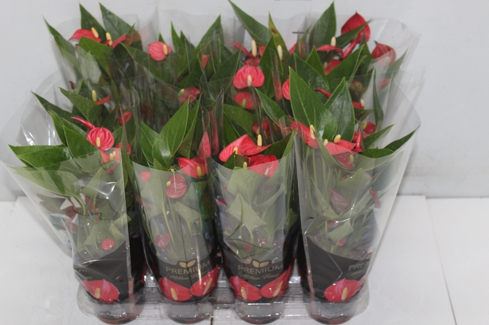 <h4>ANTHURIUM MINI MILLION FLOWERS P09</h4>