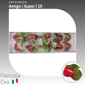 Anthurium Amigo | Super