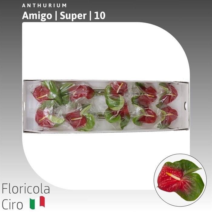 <h4>Anthurium Amigo | Super</h4>