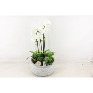 arr2 PL - Ker. barok grey phal. cascade wit