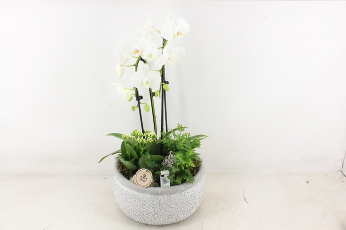 <h4>arr2 PL - Ker. barok grey phal. cascade wit</h4>