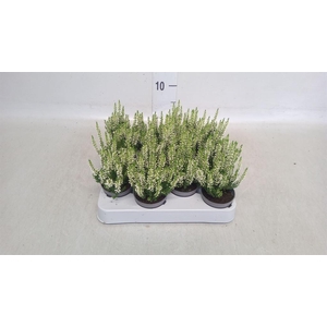 Calluna vulg. 'Beauty L Vera'