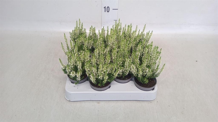 <h4>Calluna vulg. 'Beauty L Vera'</h4>